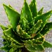 Aloe Mitriformis - kont. C5L, výška 15-25 cm Aloe Mitriformis - kont. C5L, výška 15-25 cm